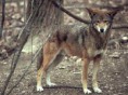 /album/galleria-fotografica/canis-rufus-3-jpg/