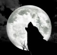 /album/galleria-fotografica/wolf-jpg/